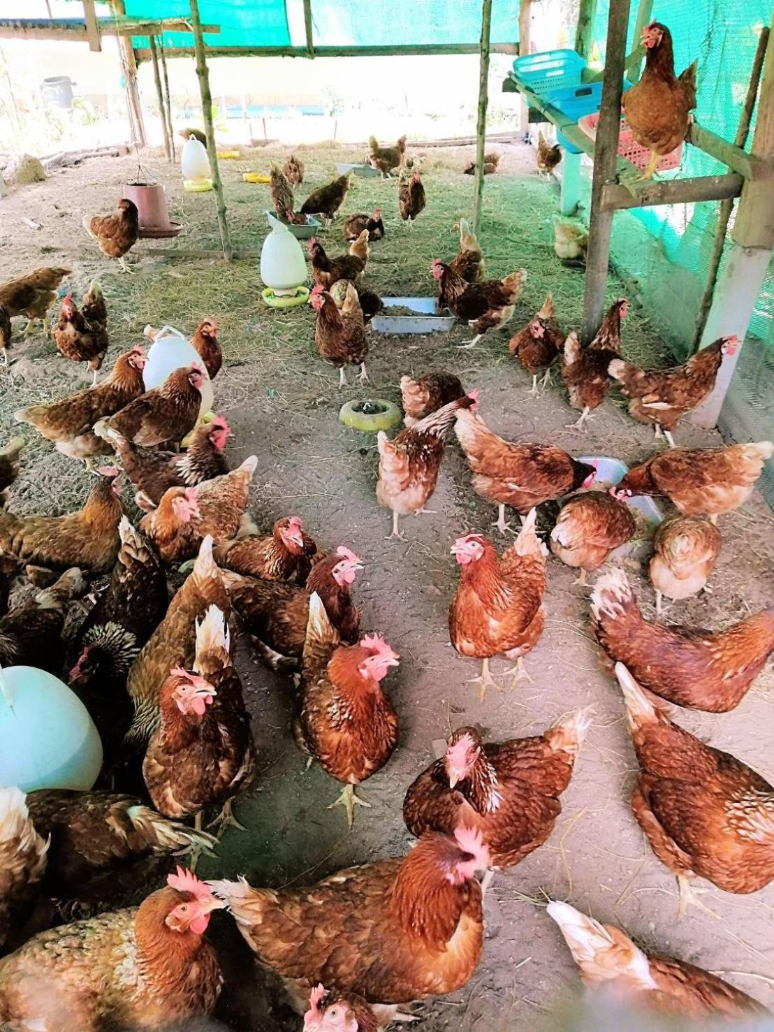 Yaoisland Resort And Farm Ko Yao エクステリア 写真