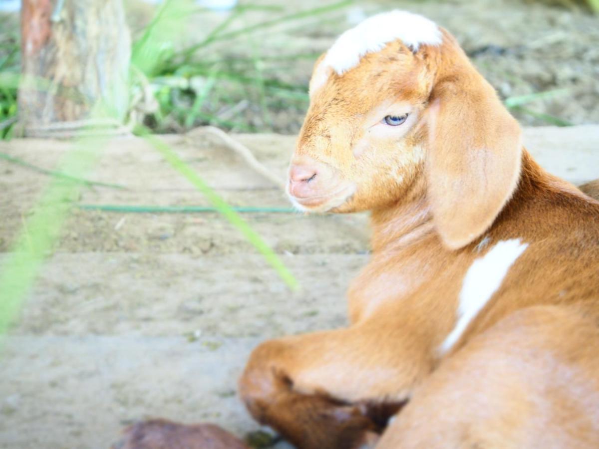 Yaoisland Resort And Farm Ko Yao エクステリア 写真