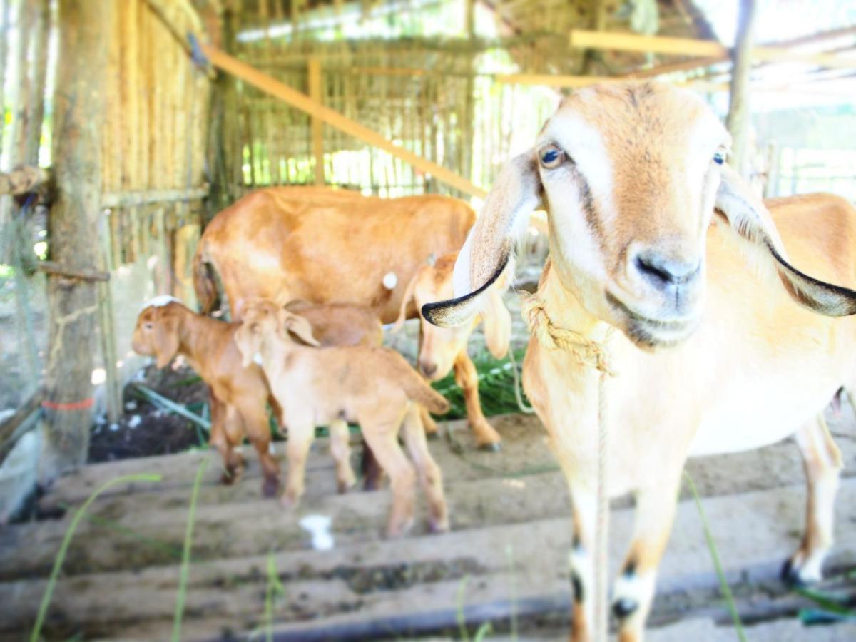 Yaoisland Resort And Farm Ko Yao エクステリア 写真