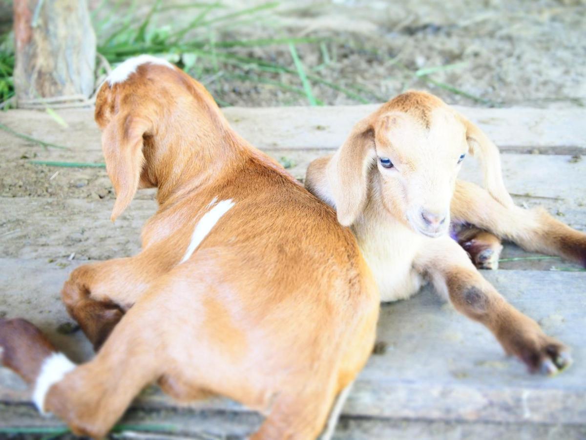 Yaoisland Resort And Farm Ko Yao エクステリア 写真